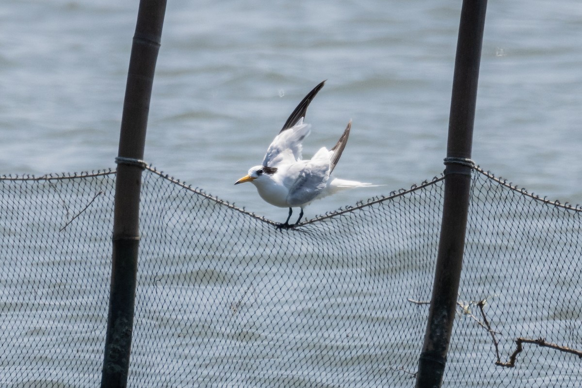 Chinese Crested Tern - ML632654623