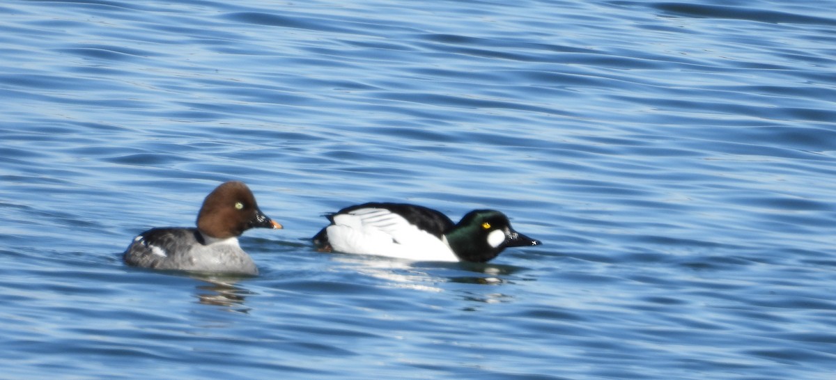 Common Goldeneye - ML632654681