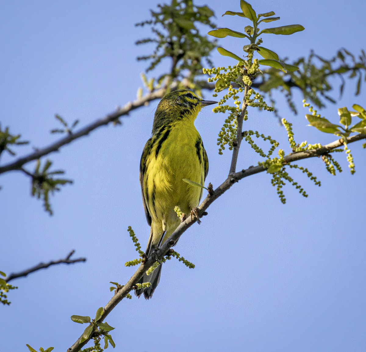 Prairie Warbler - ML632654749