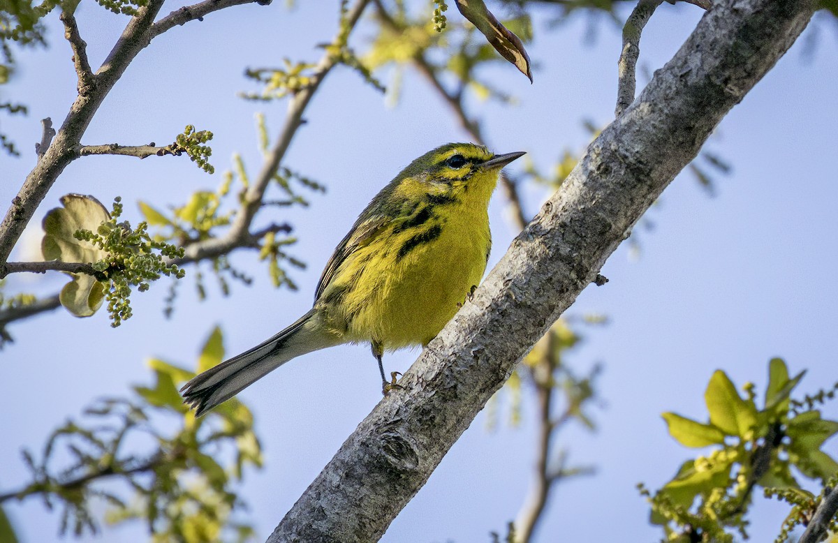 Prairie Warbler - ML632654750