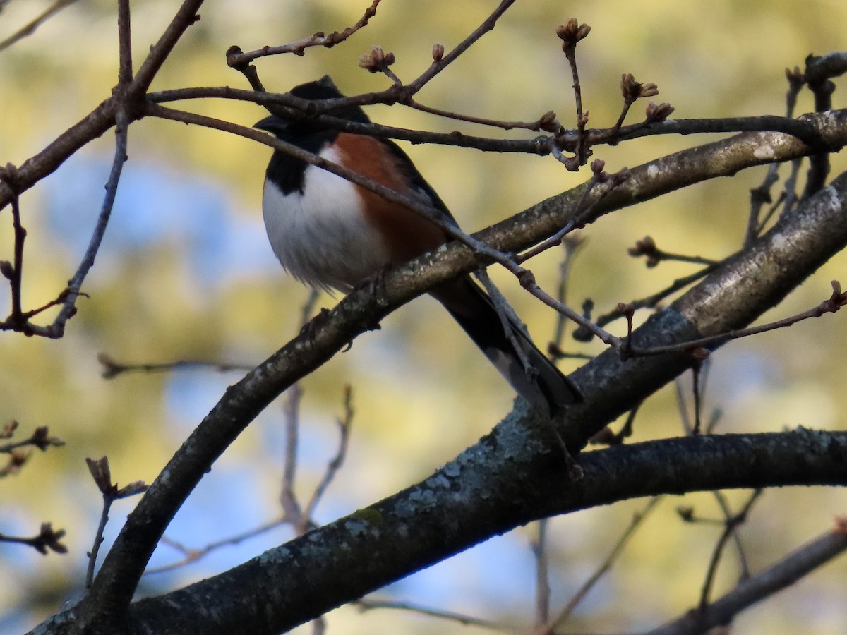 Eastern Towhee - ML632654780