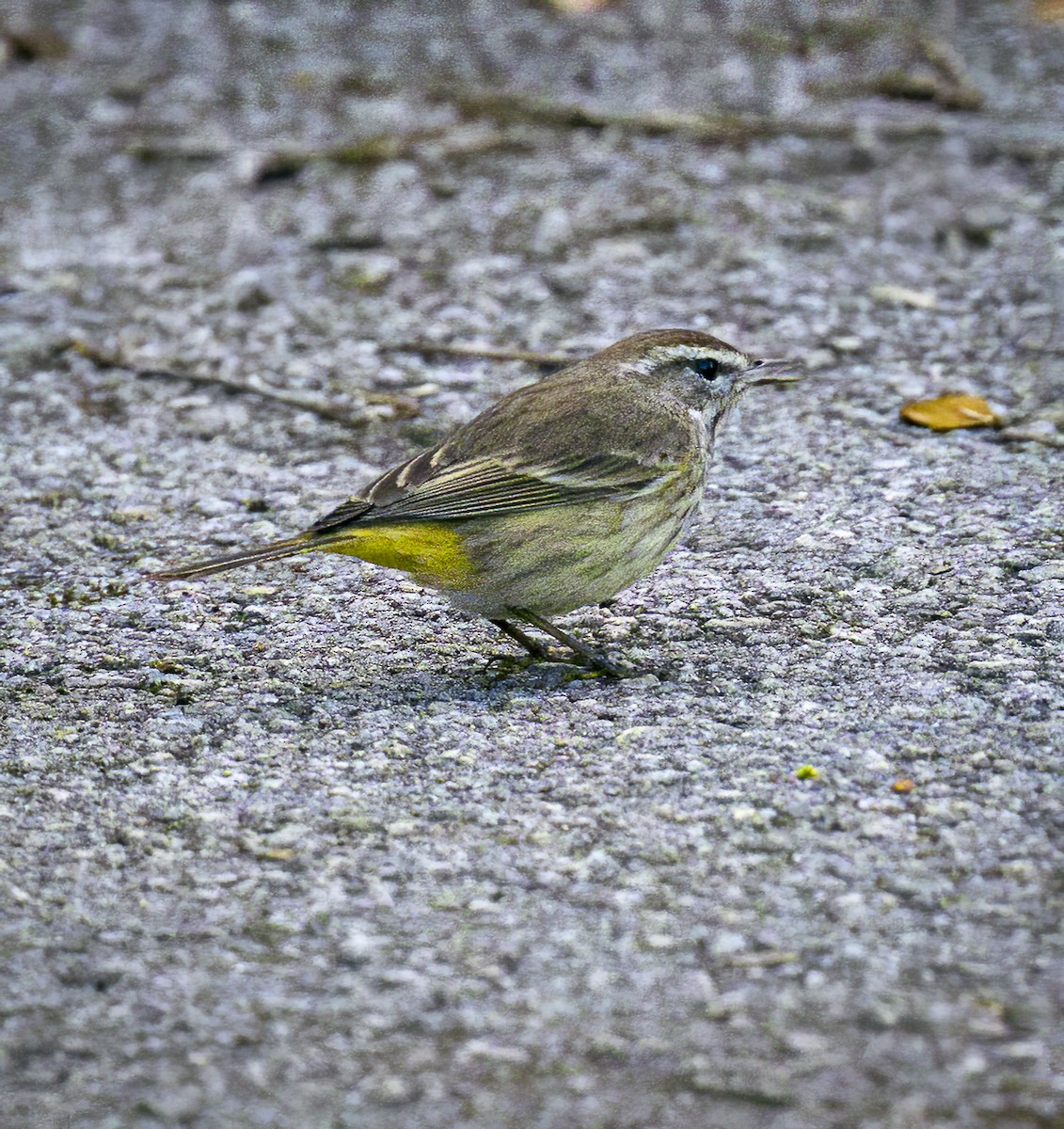 Palm Warbler - ML632654821