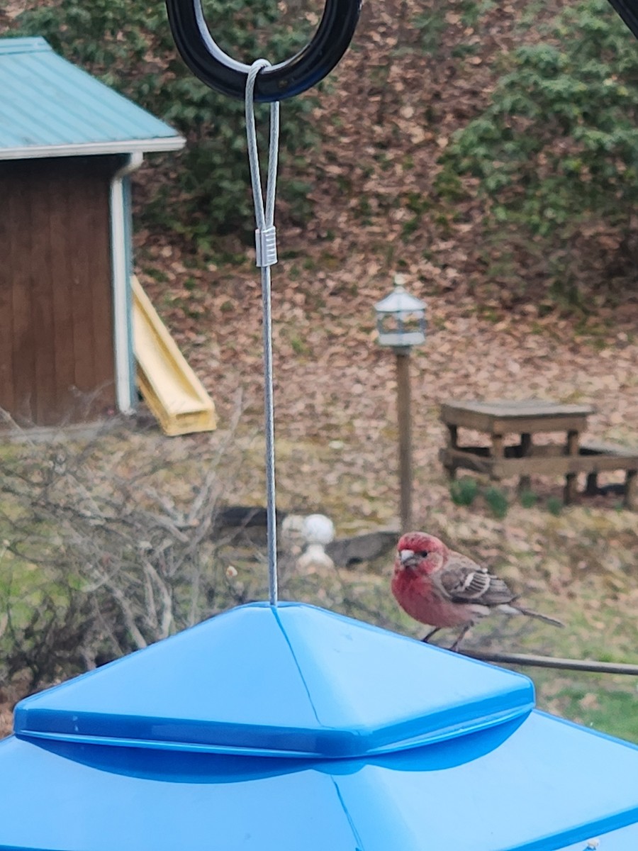 House Finch - ML632654828