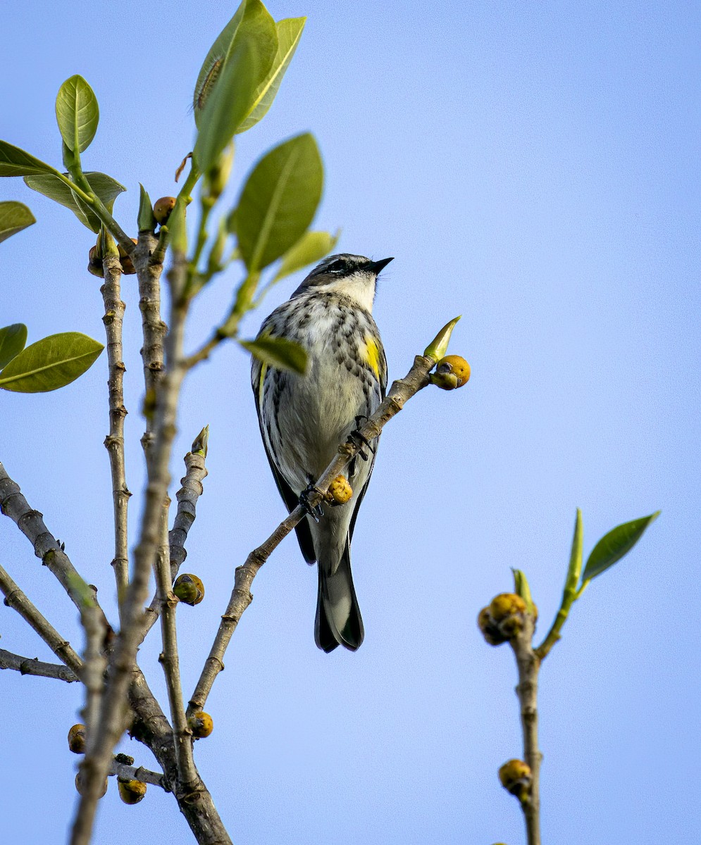 Yellow-rumped Warbler (Myrtle) - ML632654830