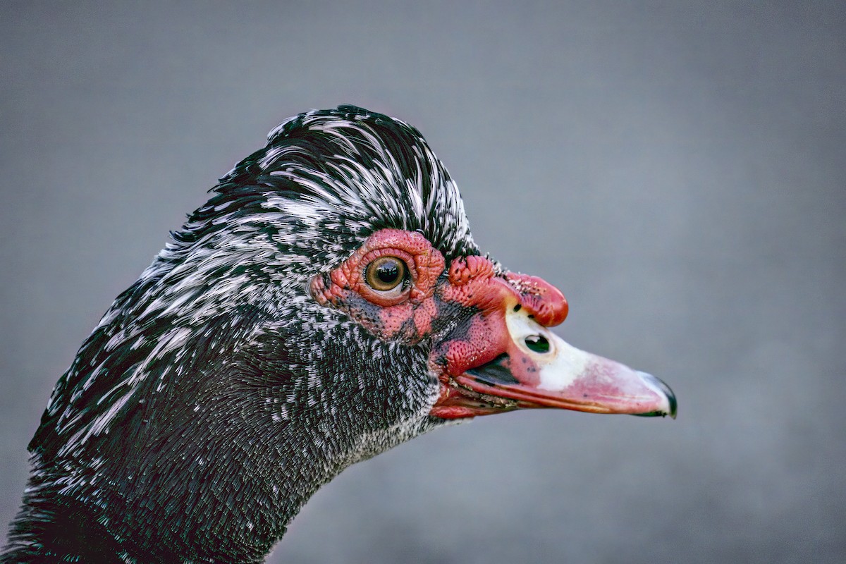 Muscovy Duck (Domestic type) - ML632654859