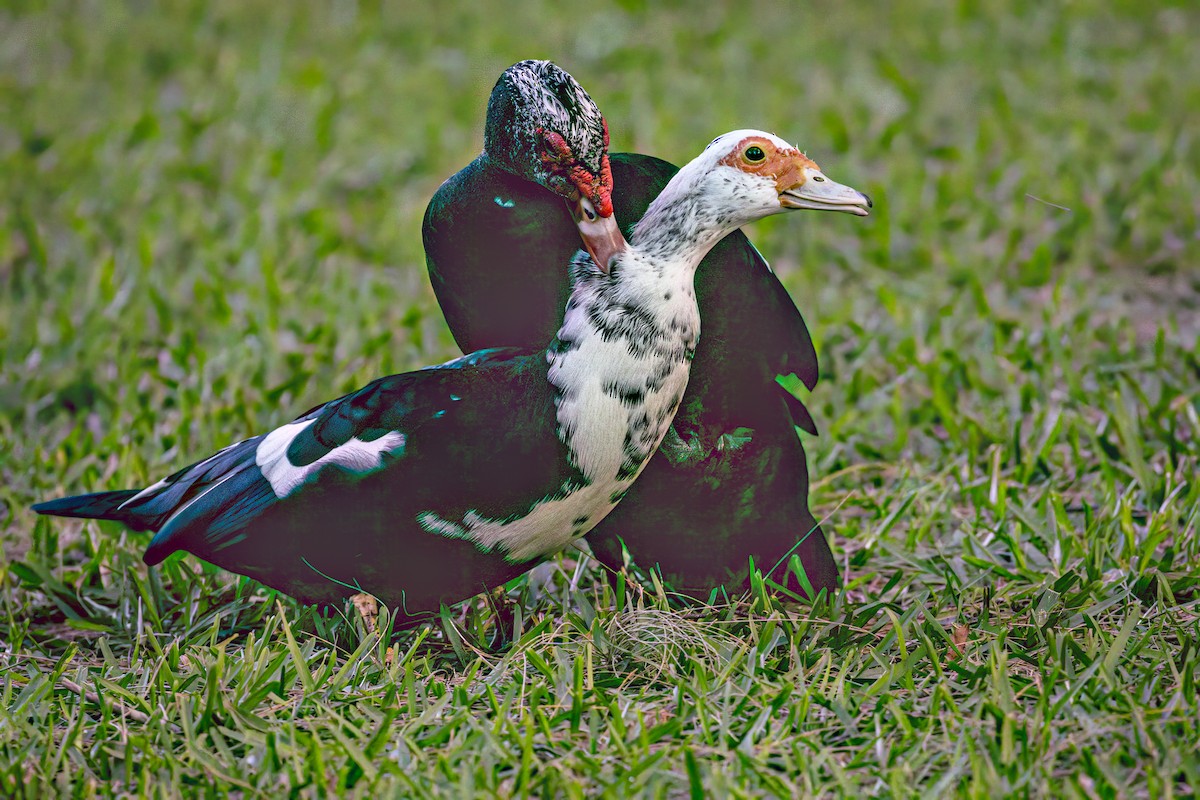 Muscovy Duck (Domestic type) - ML632654860