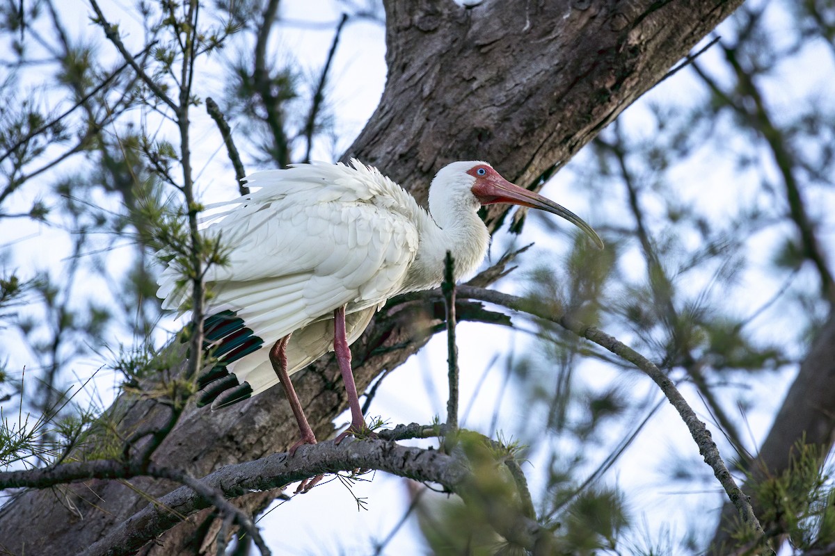 White Ibis - ML632654867
