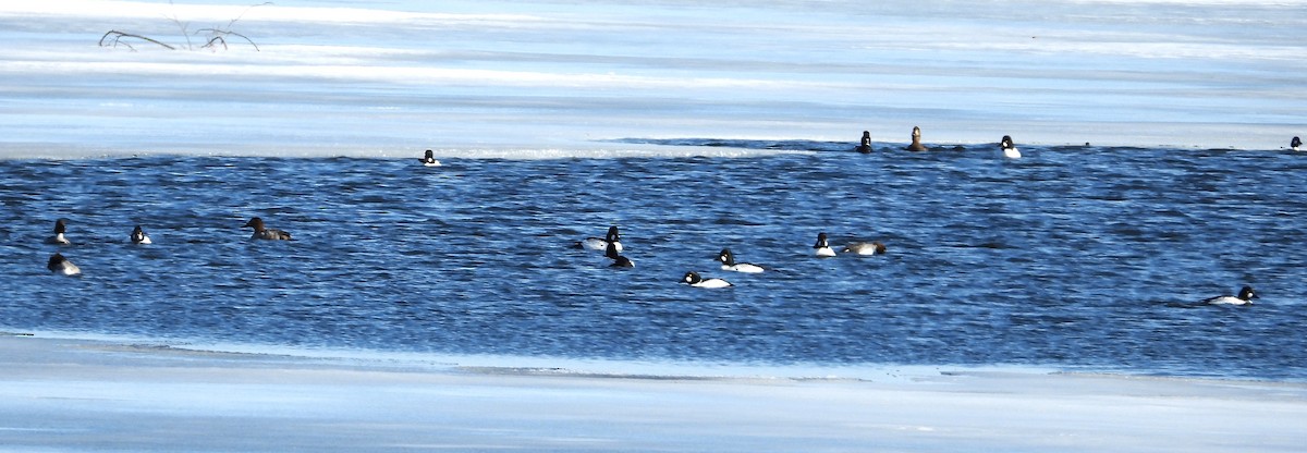 Common Goldeneye - ML632654904