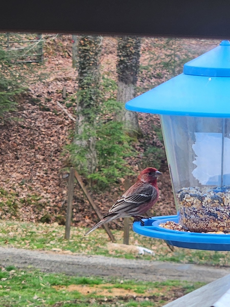House Finch - ML632655080