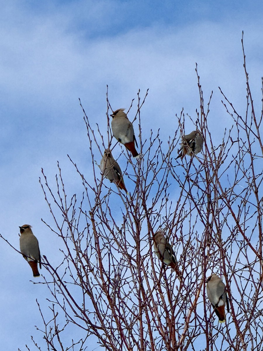 キレンジャク - ML632655206