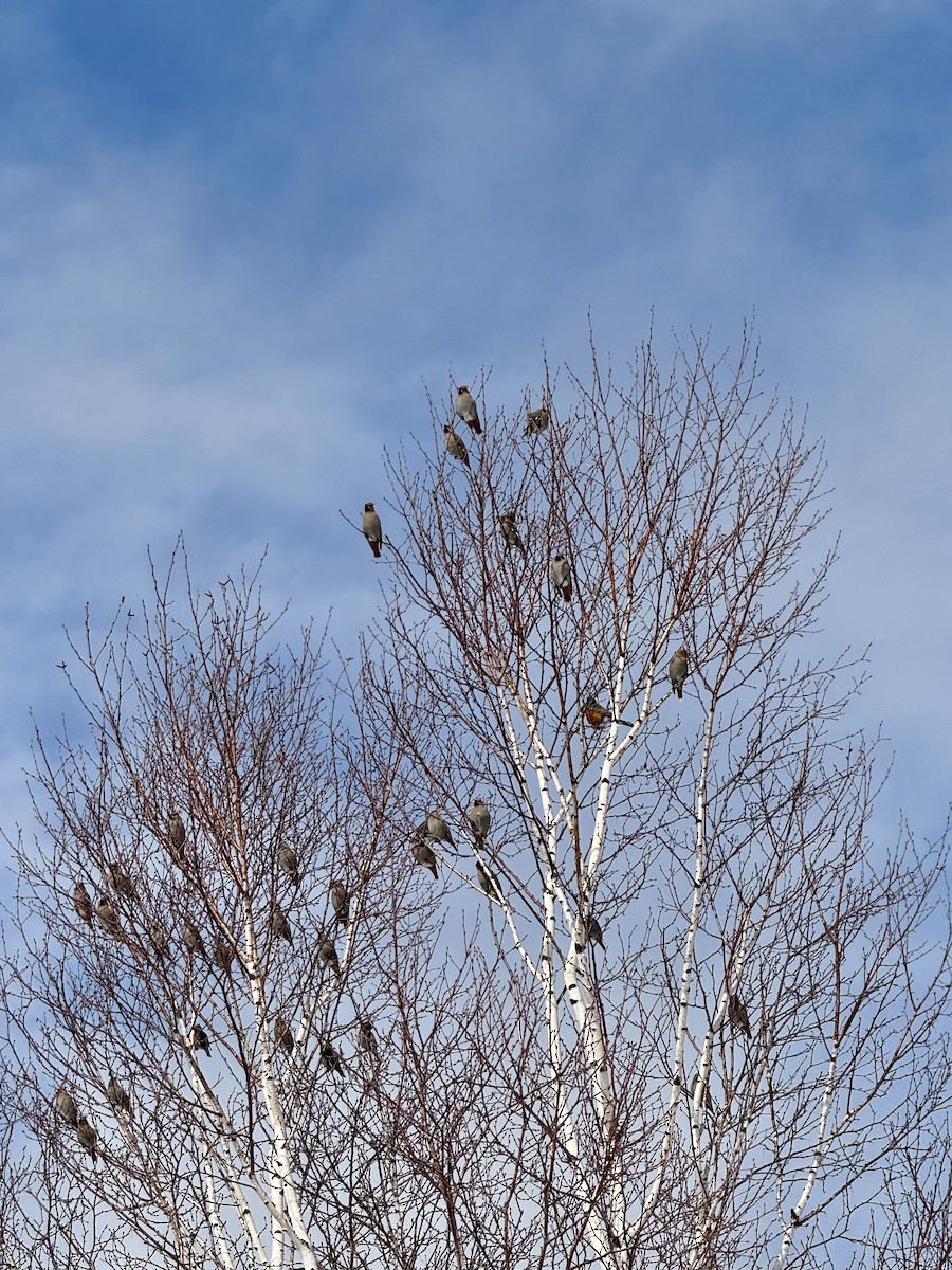 キレンジャク - ML632655207