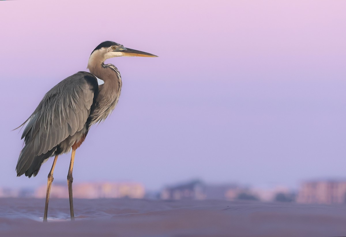 Great Blue Heron - ML632655230