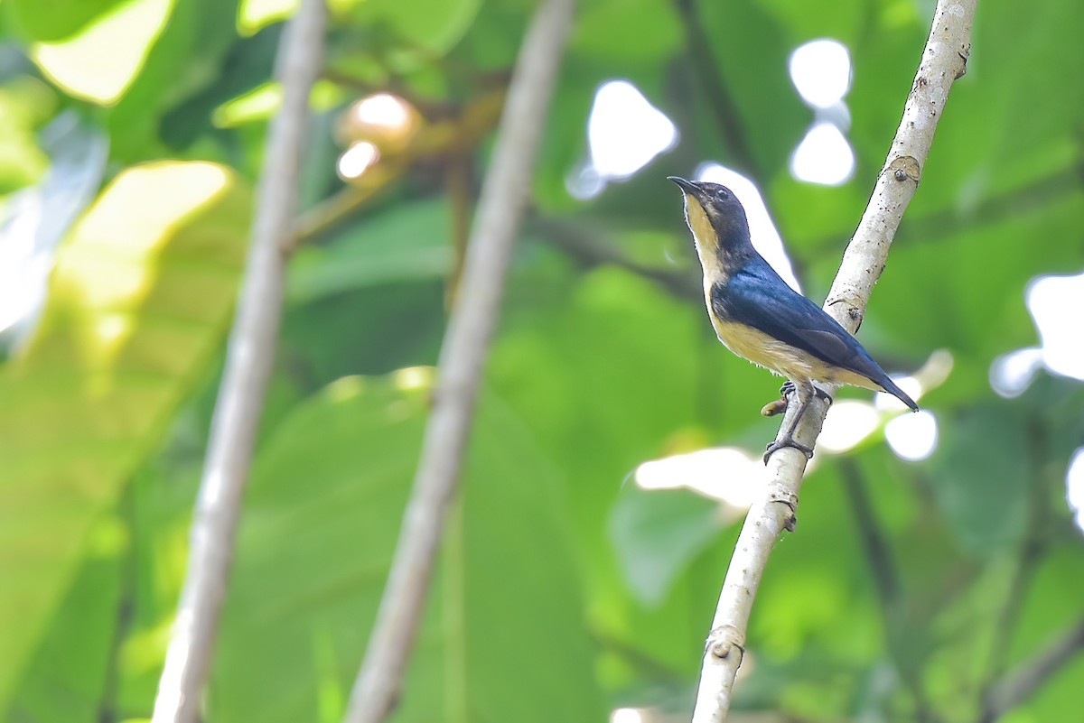 Cambodian Flowerpecker - ML632655278