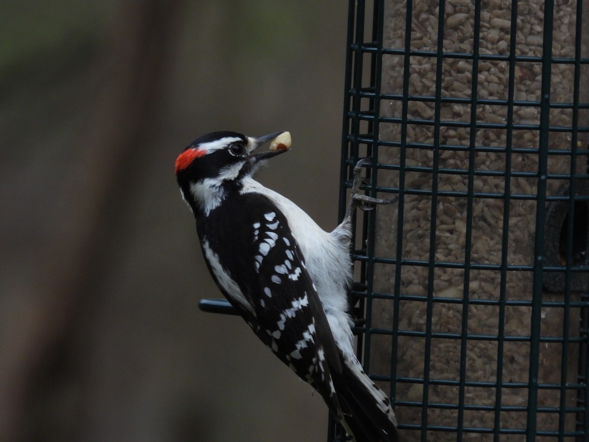 Hairy Woodpecker - ML632655293