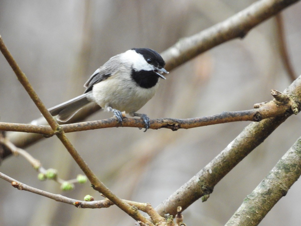 Carolina Chickadee - ML632655318