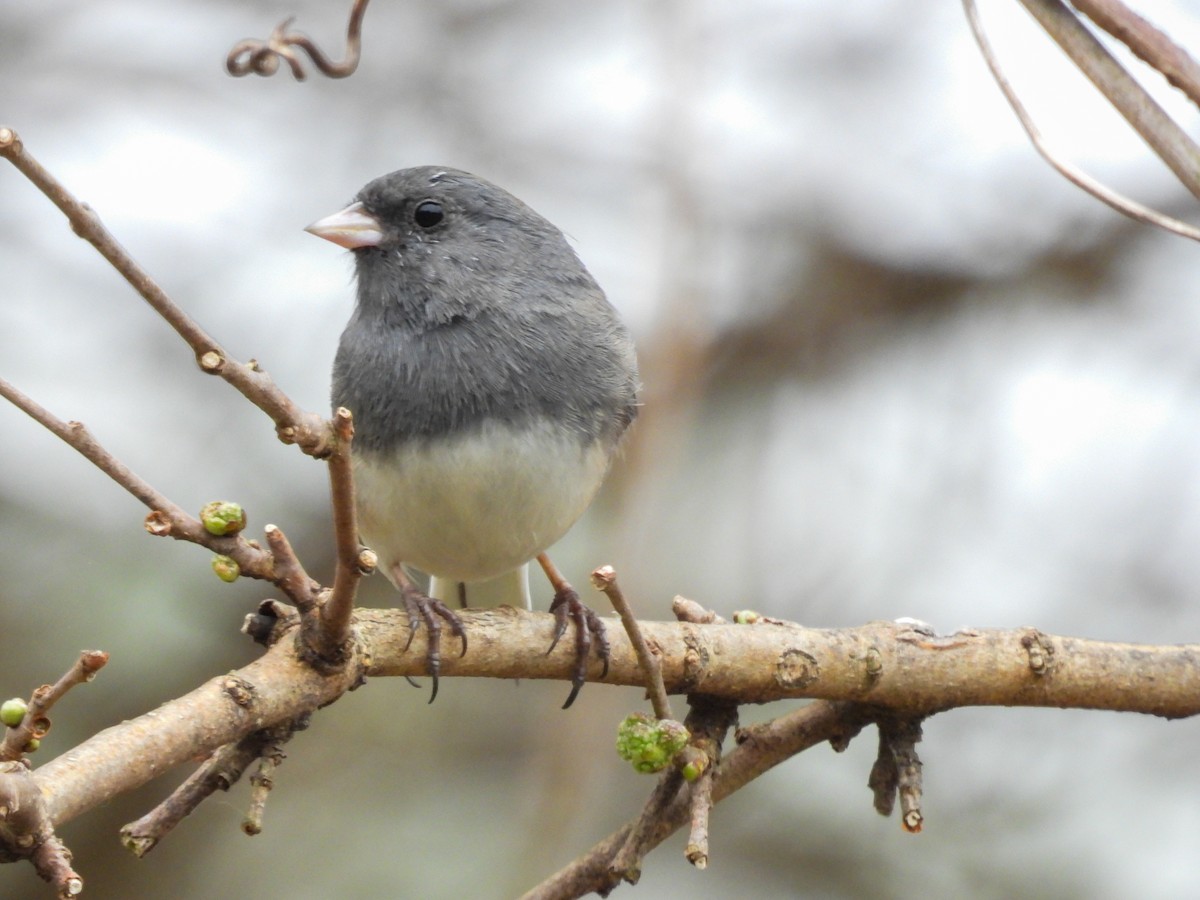 Dark-eyed Junco - ML632655328