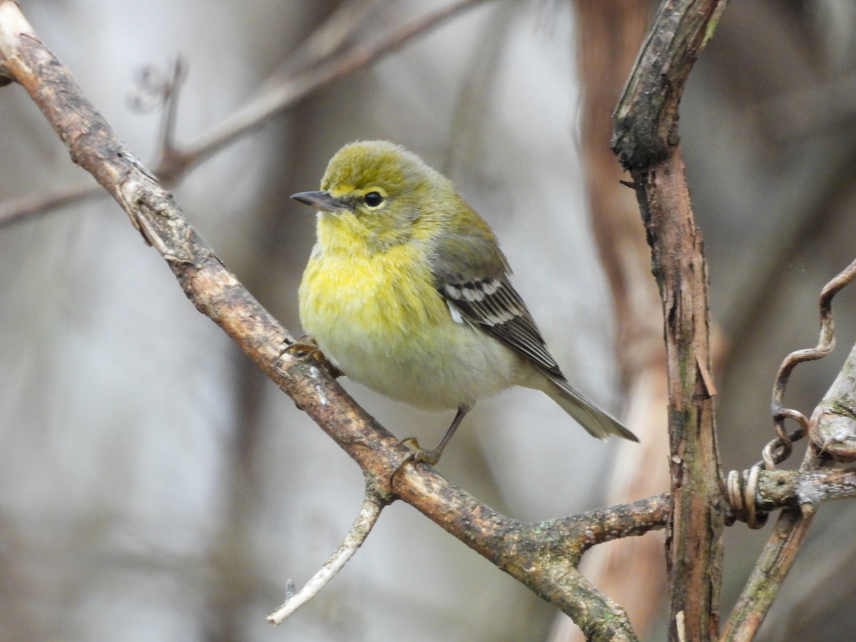 Pine Warbler - ML632655330
