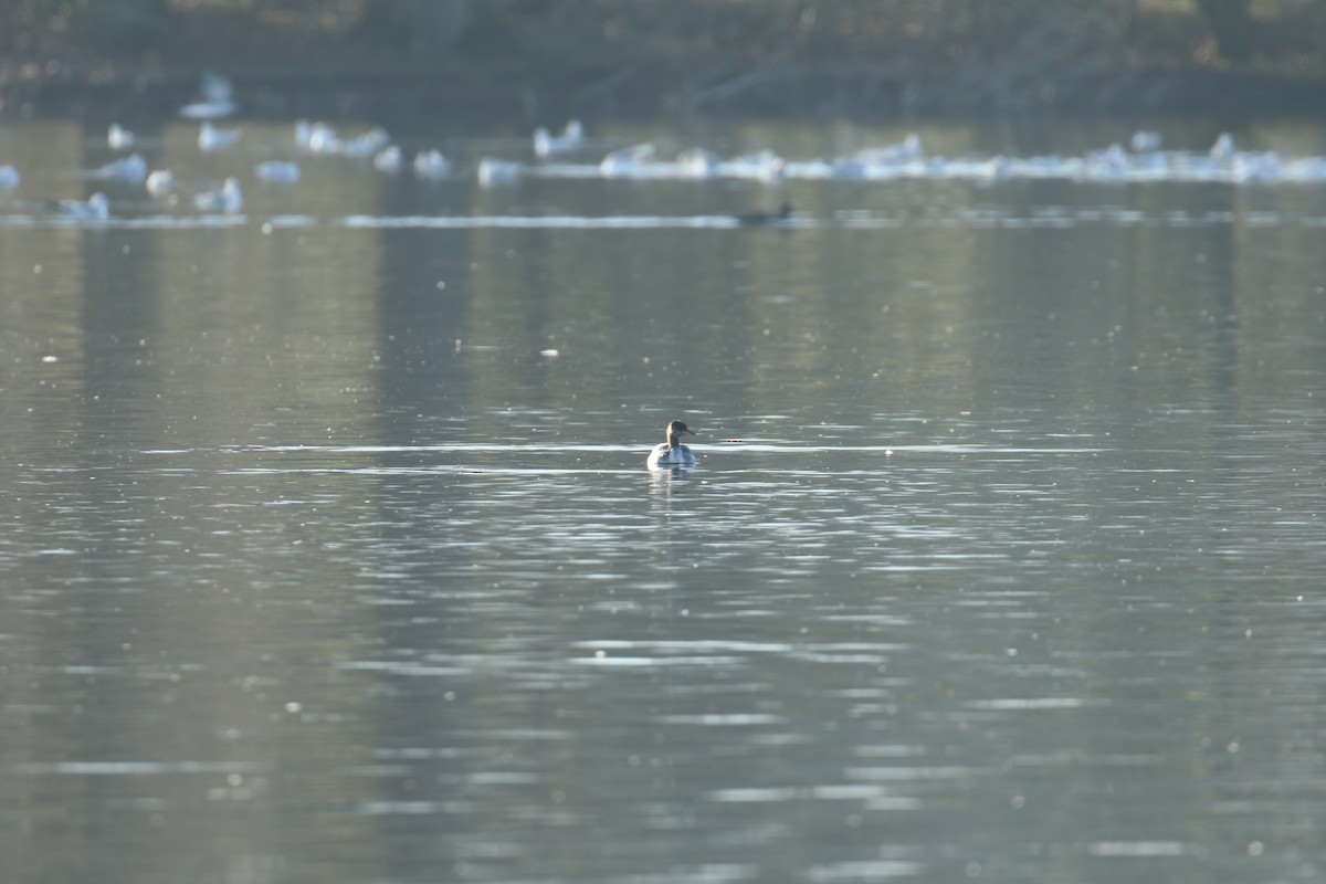 Red-necked Grebe - ML632655461