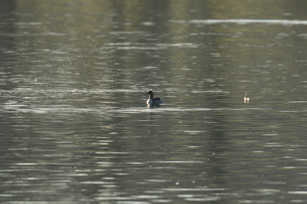 Red-necked Grebe - ML632655462