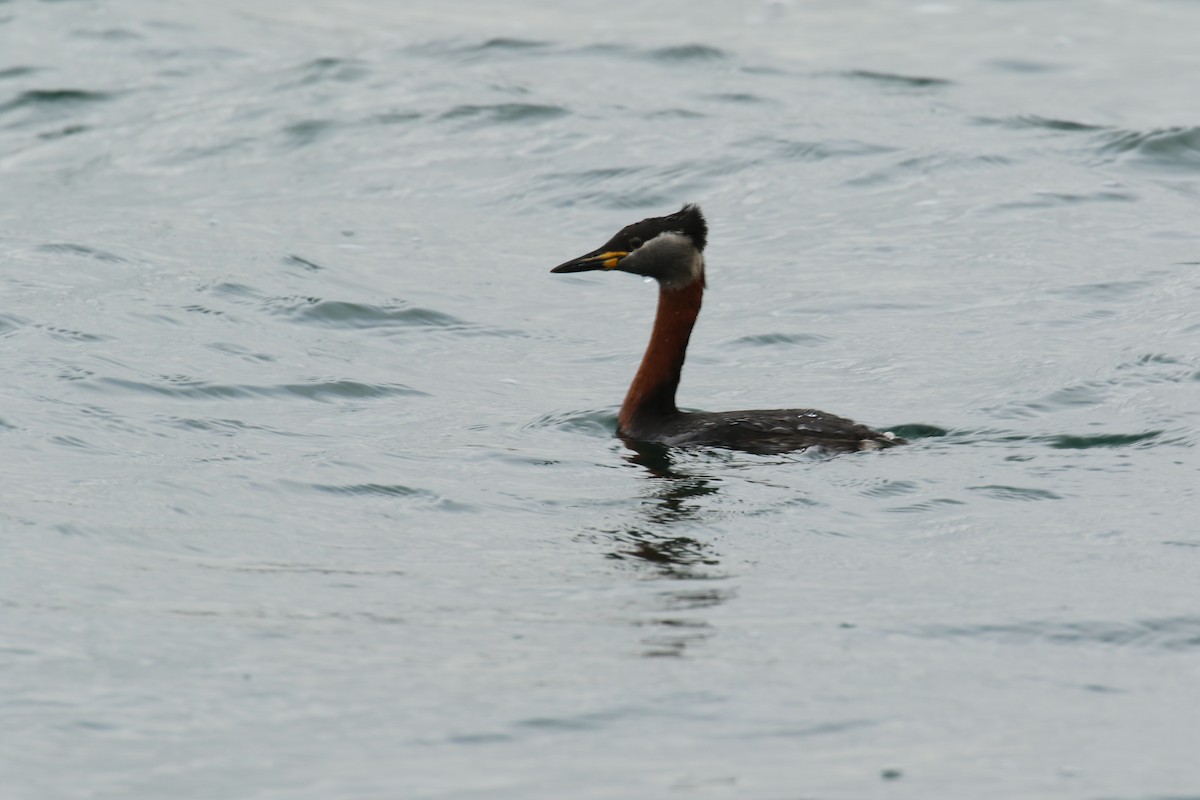 Red-necked Grebe - ML632655492