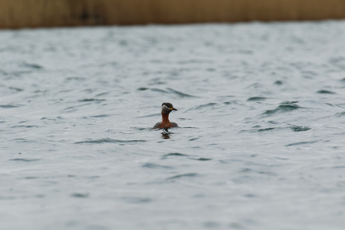 Red-necked Grebe - ML632655493
