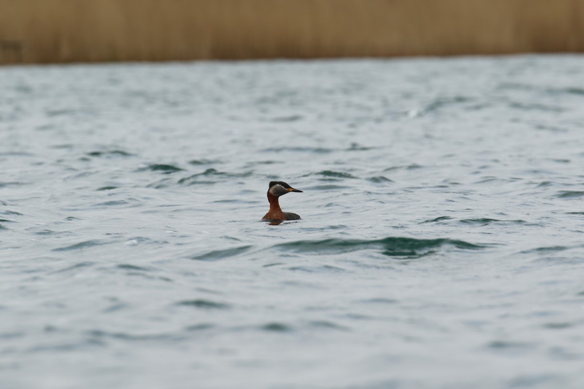 Red-necked Grebe - ML632655494