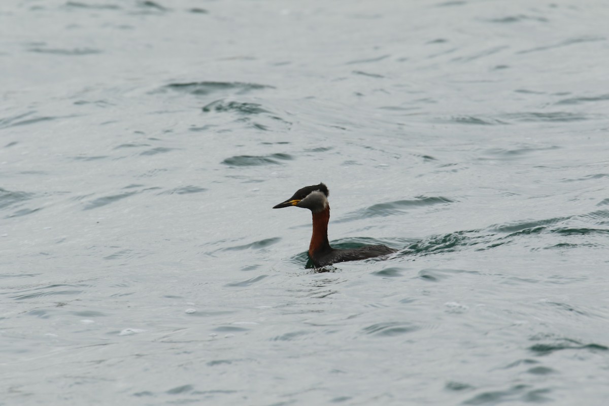 Red-necked Grebe - ML632655495