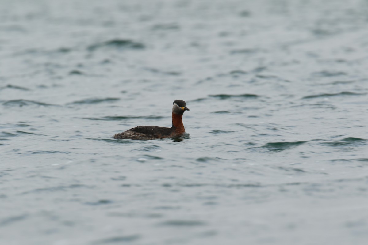 Red-necked Grebe - ML632655496