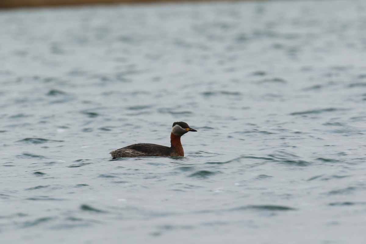 Red-necked Grebe - ML632655500