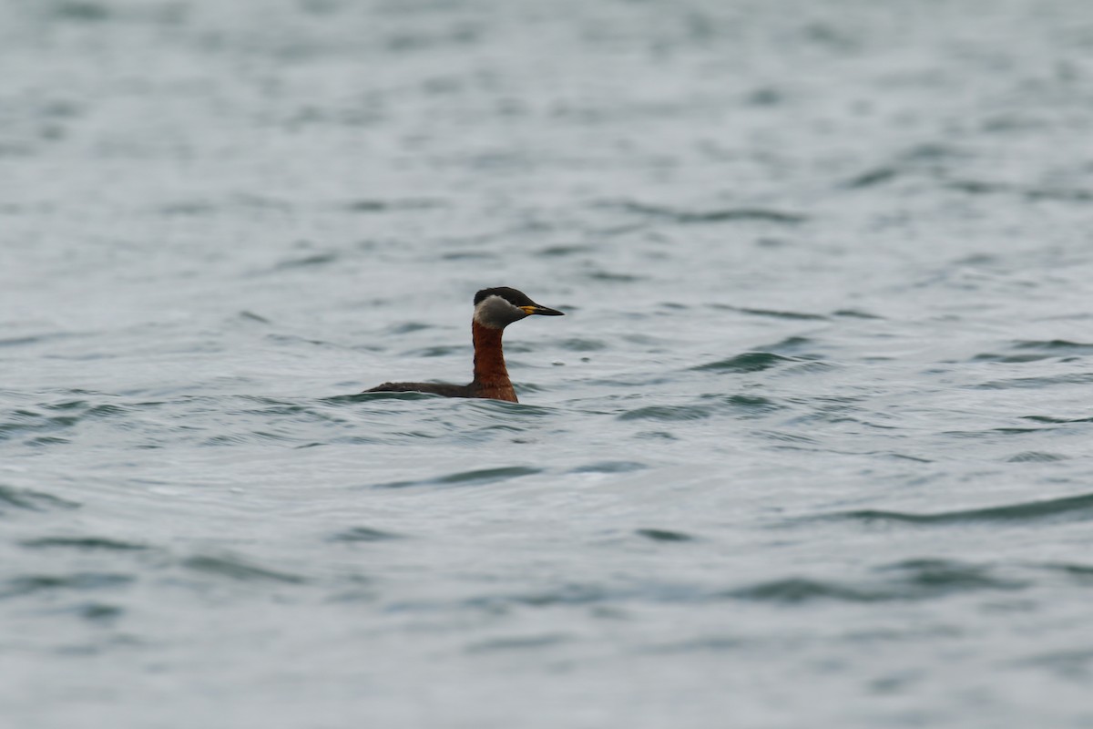 Red-necked Grebe - ML632655501