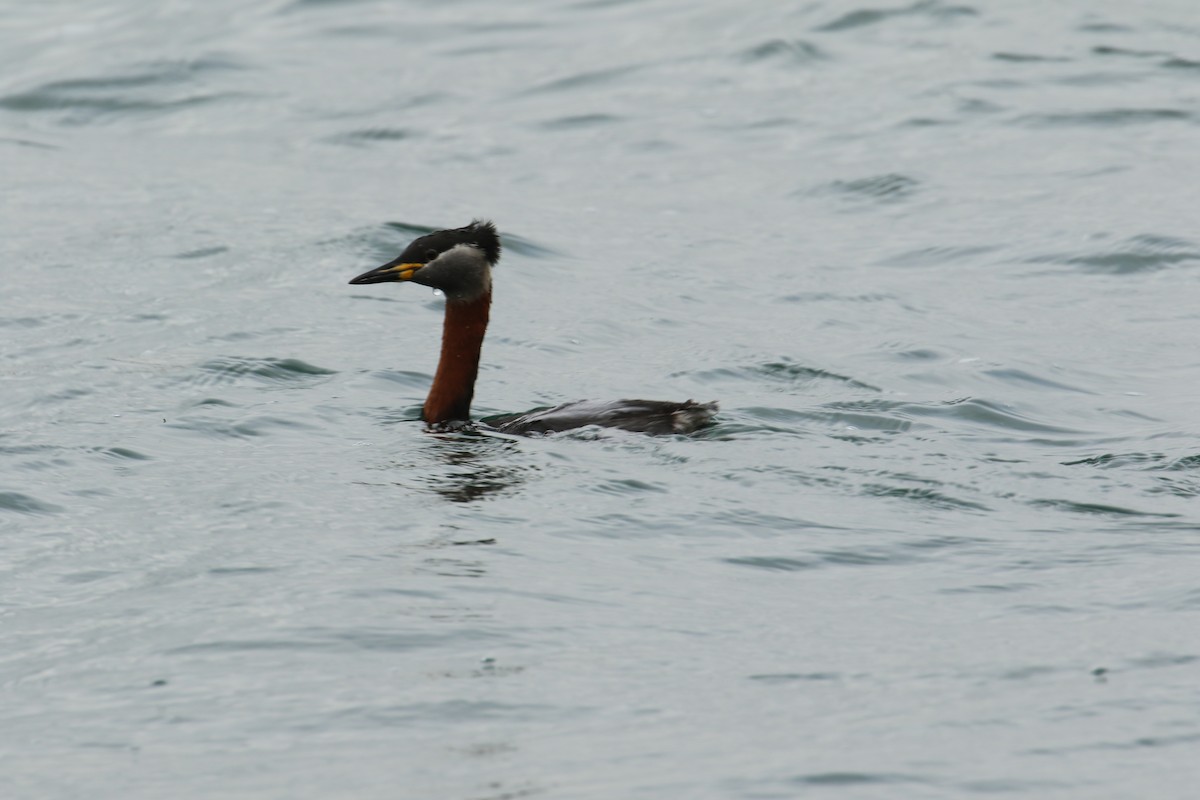 Red-necked Grebe - ML632655505