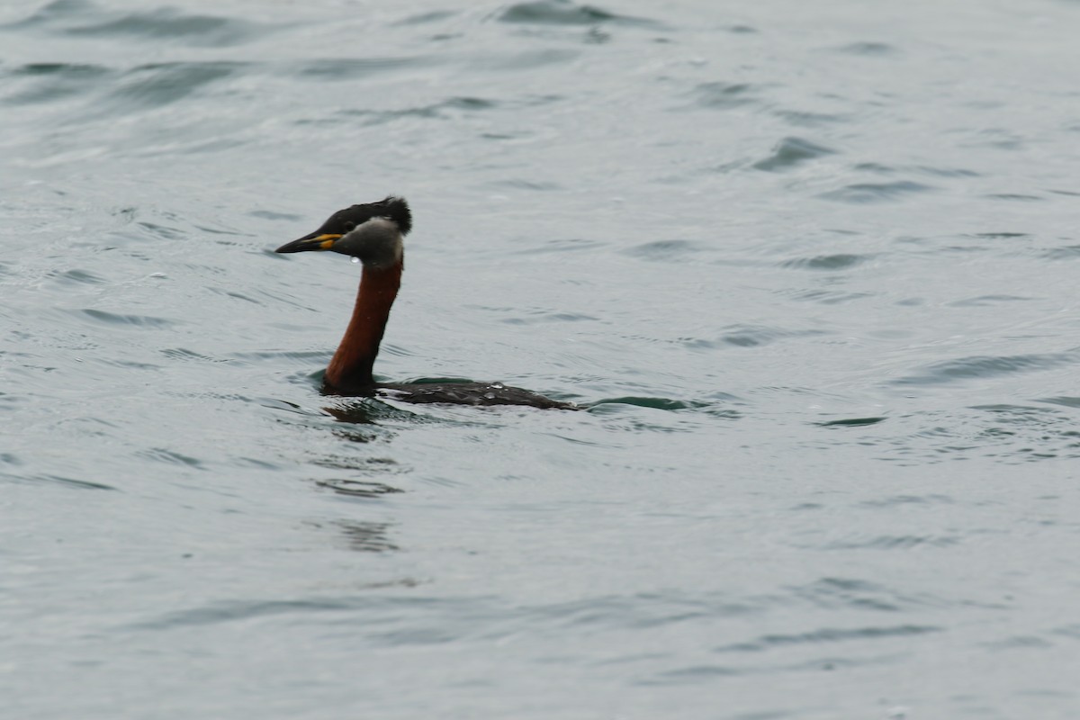 Red-necked Grebe - ML632655506