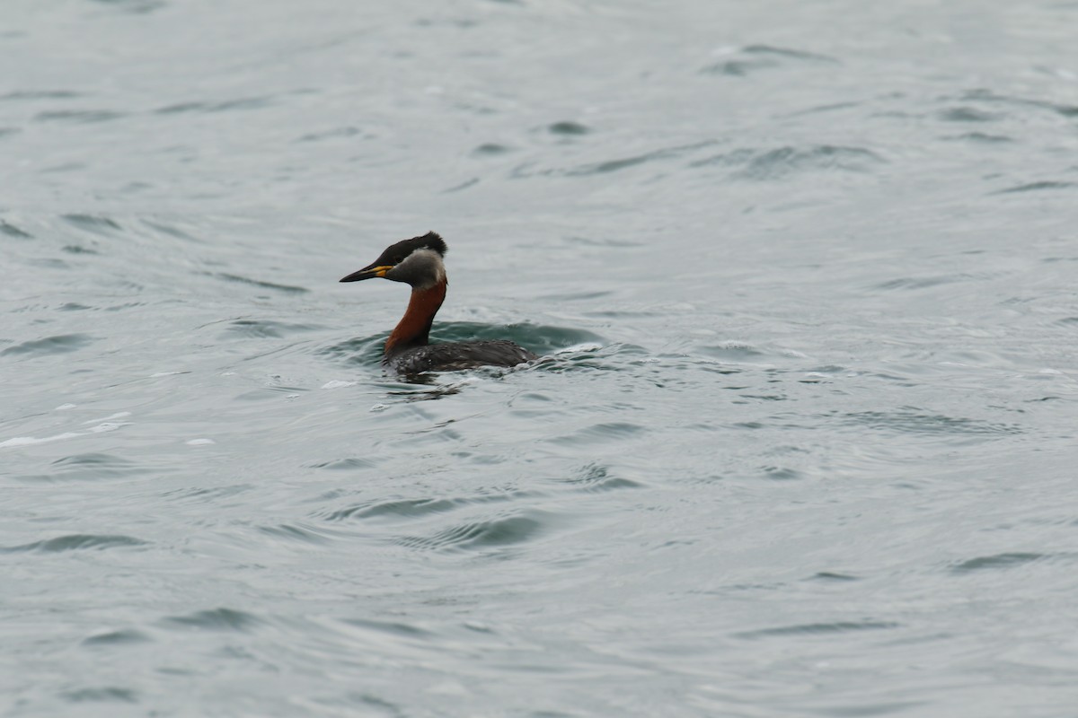 Red-necked Grebe - ML632655508