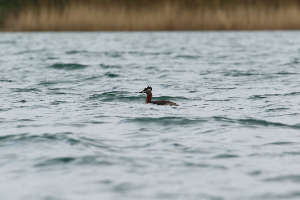 Red-necked Grebe - ML632655509
