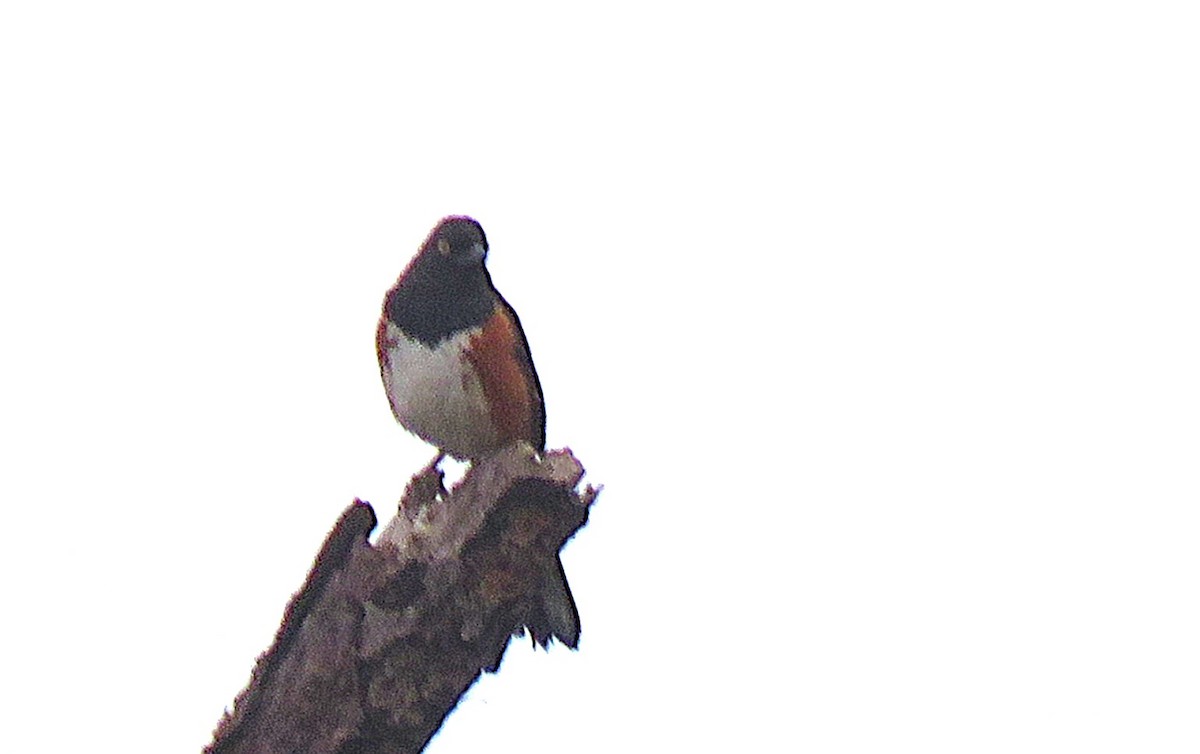 Eastern Towhee - ML632655562