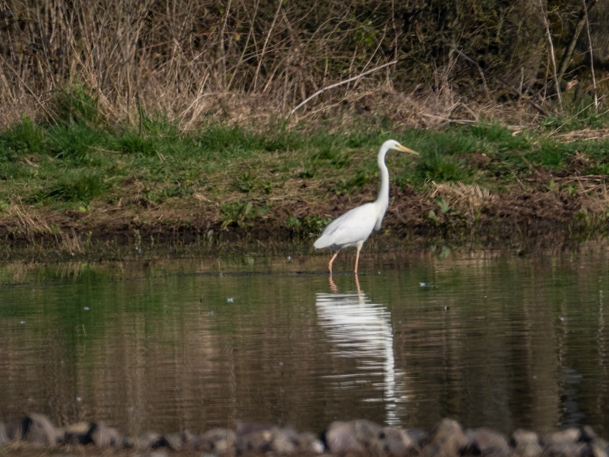 Great Egret - ML632655595
