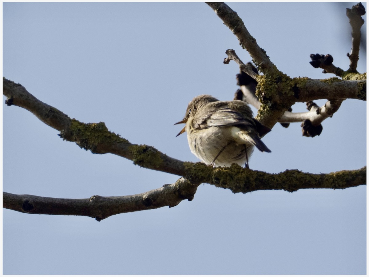 Common Chiffchaff - ML632655609