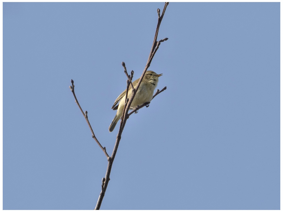 Common Chiffchaff - ML632655611