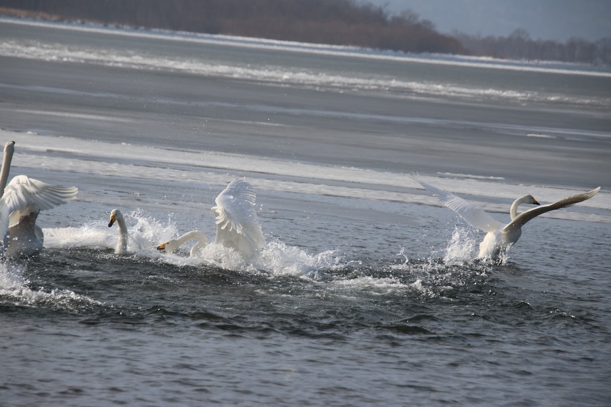 Whooper Swan - ML632655659