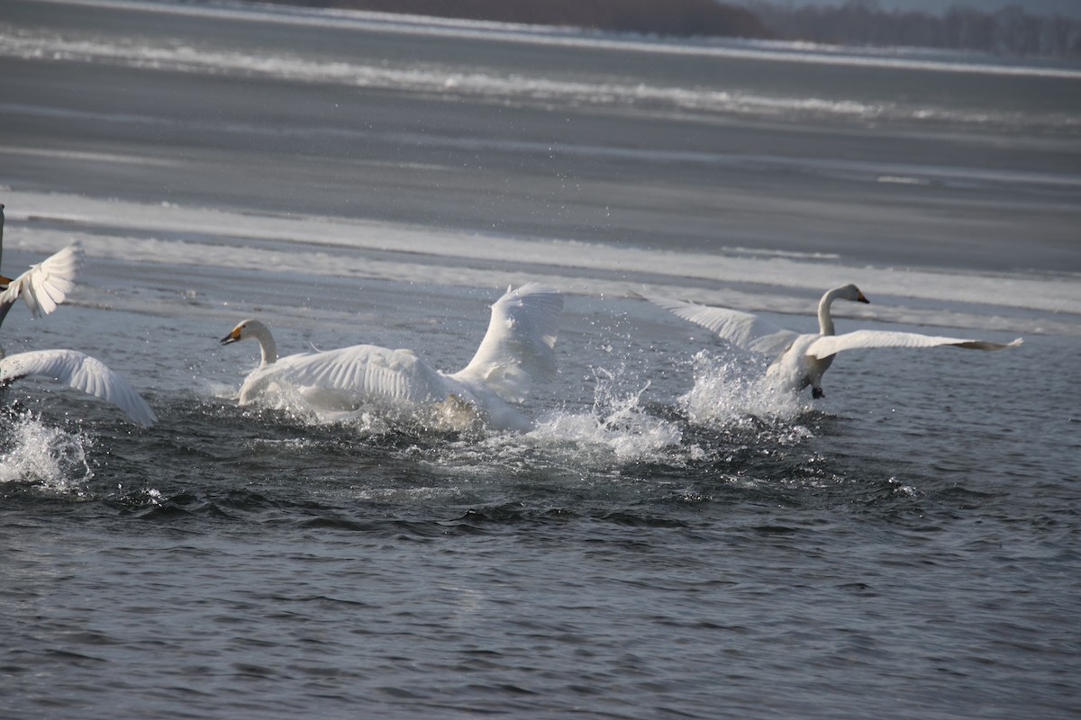 Whooper Swan - ML632655660