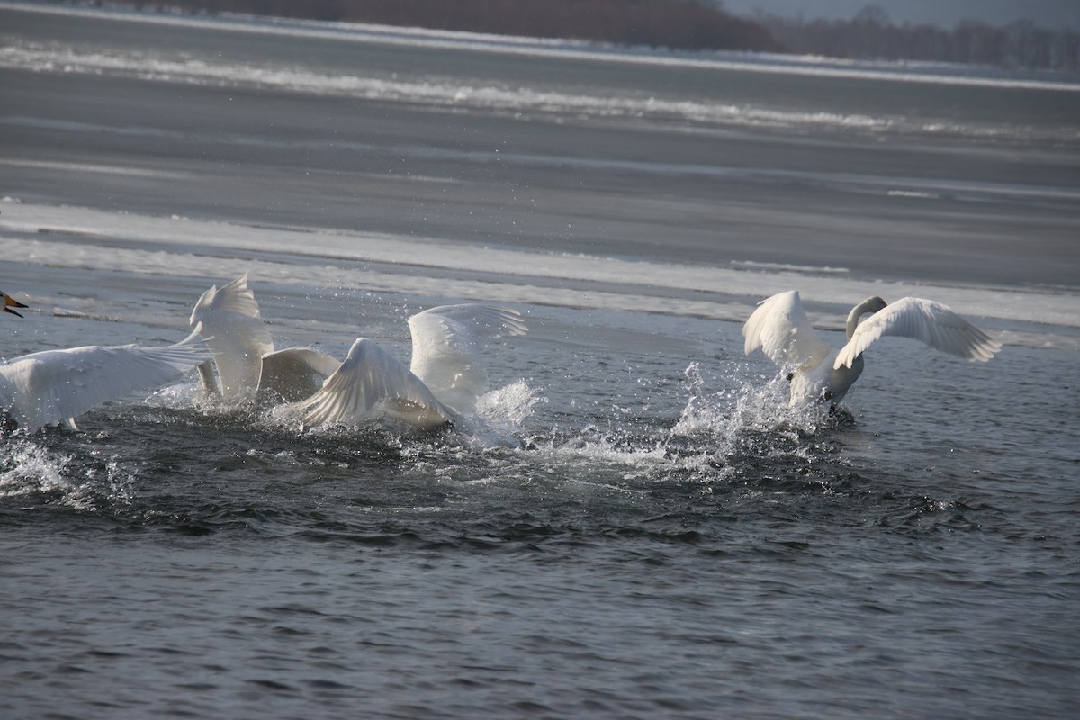 Whooper Swan - ML632655661