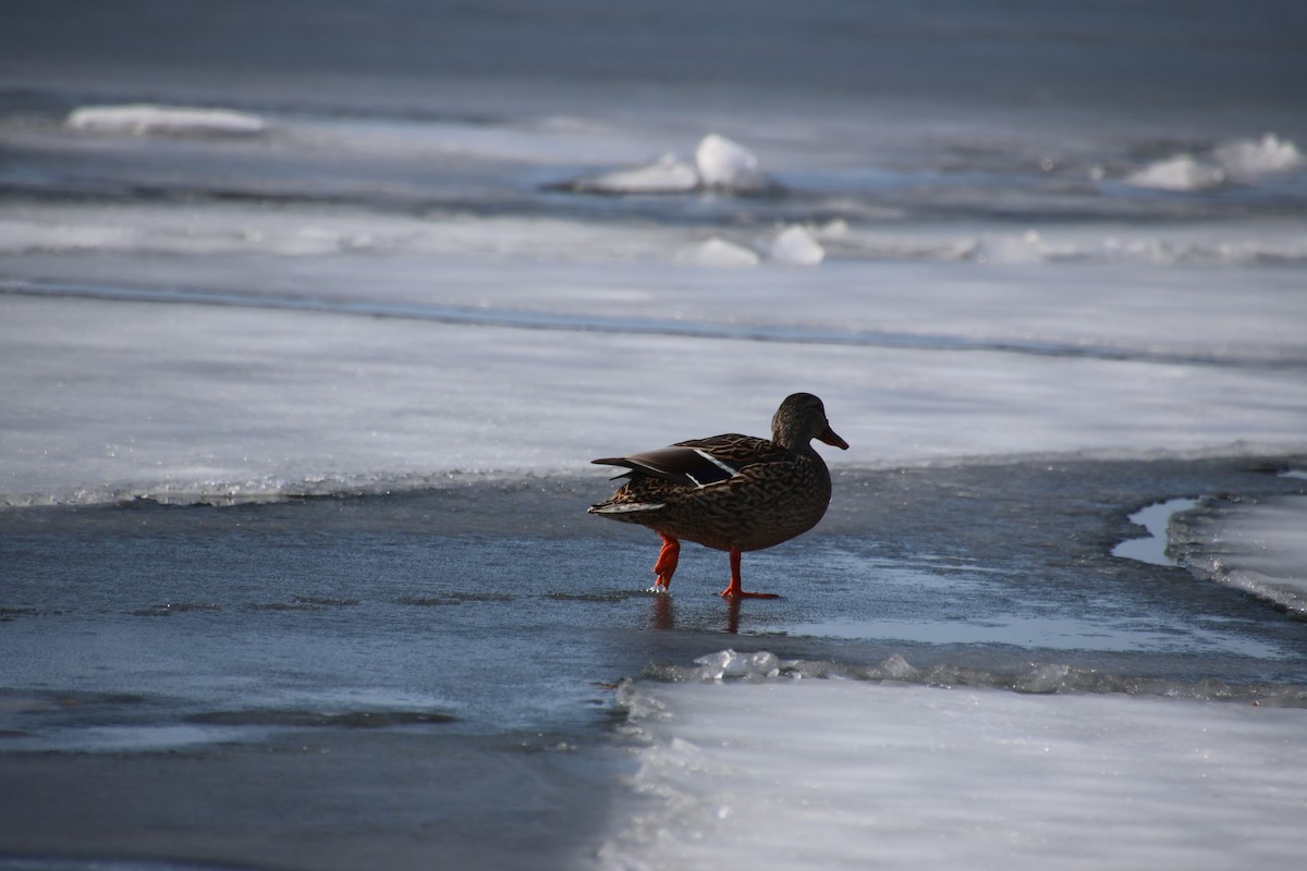 Mallard - ML632655668