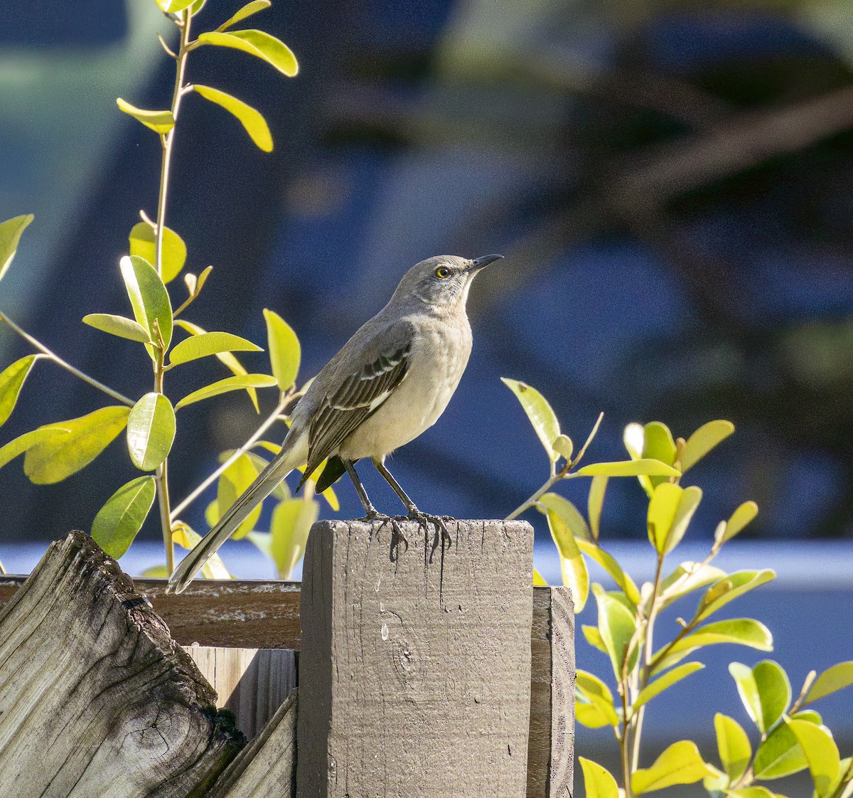 Northern Mockingbird - ML632655684