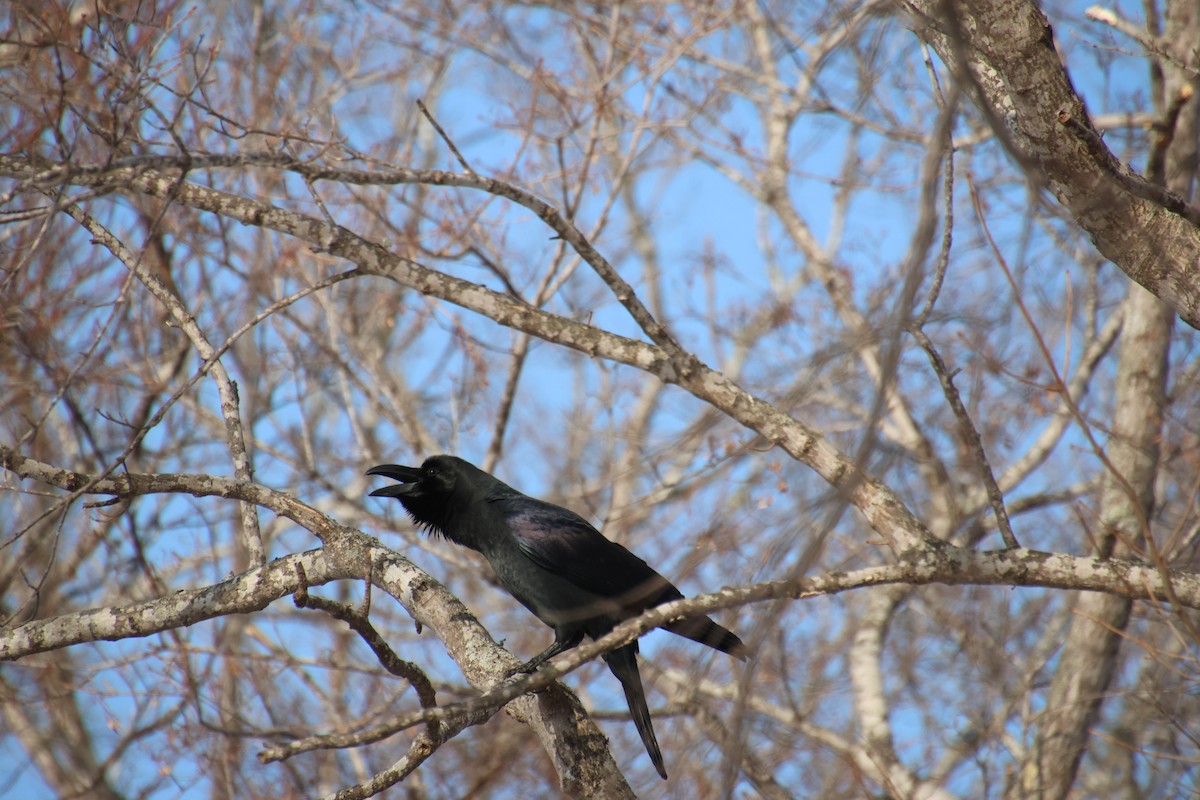 Carrion Crow - ML632655688