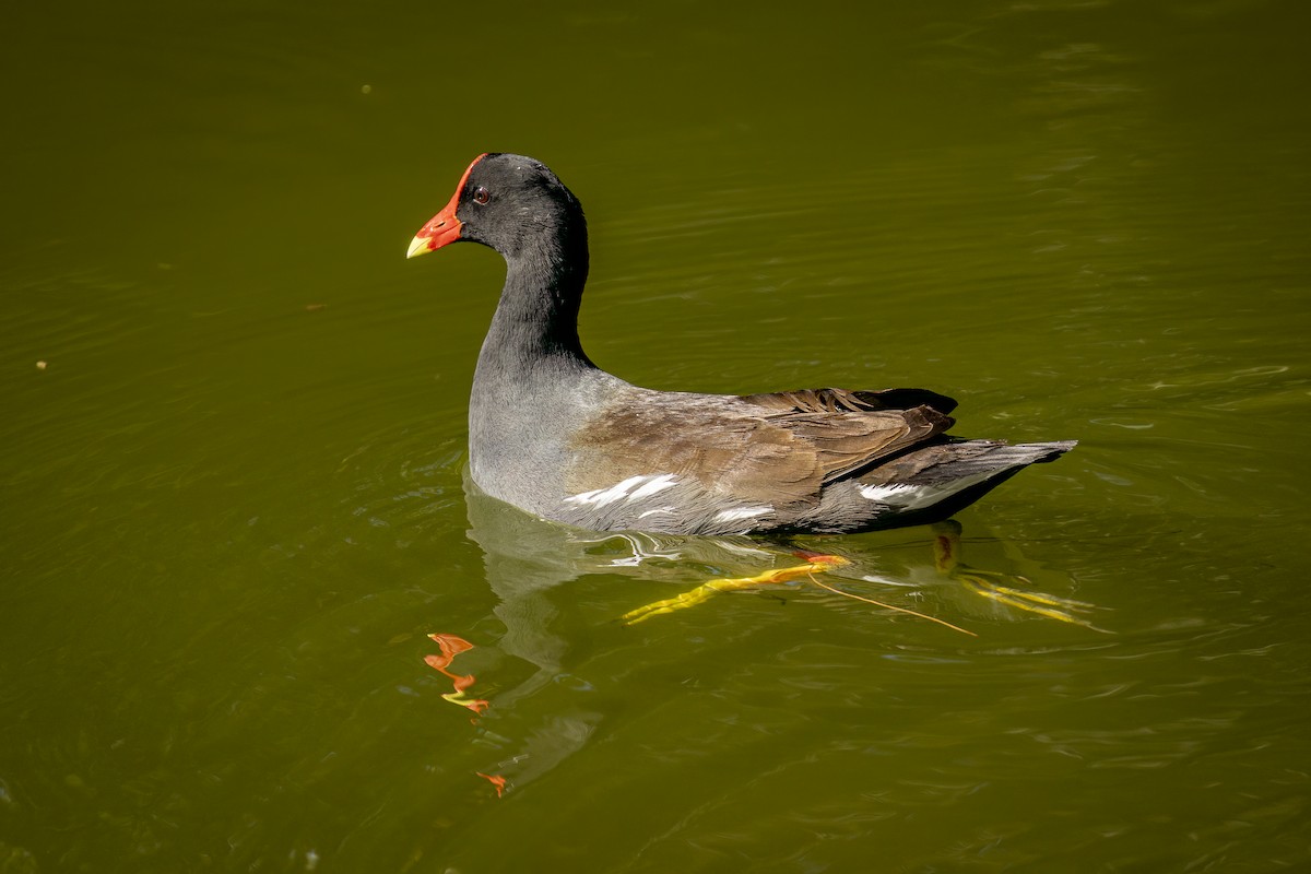 Common Gallinule - ML632655689