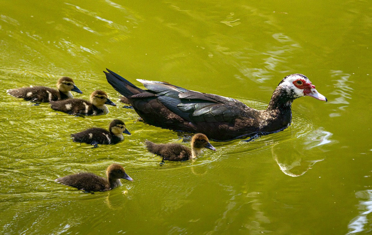 Muscovy Duck (Domestic type) - ML632655706