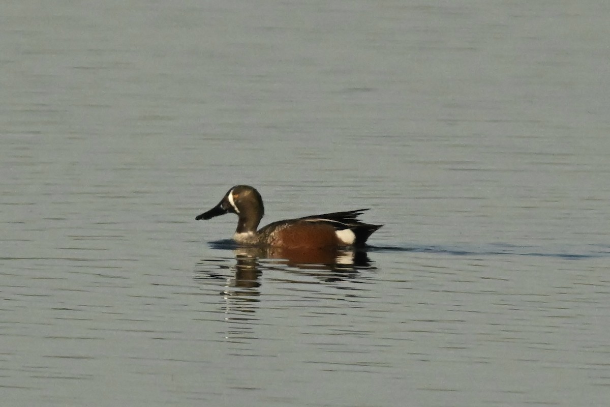 Blue-winged Teal x Northern Shoveler (hybrid) - ML632655710