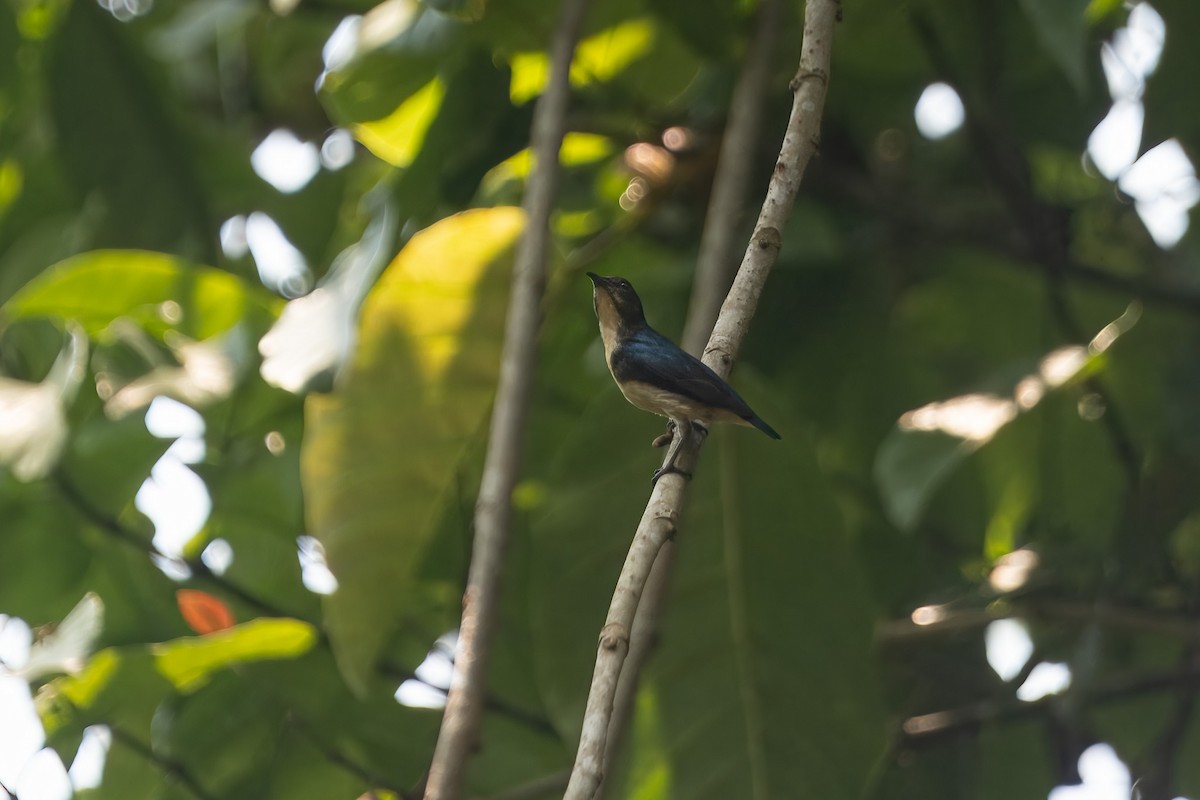 Cambodian Flowerpecker - ML632655792