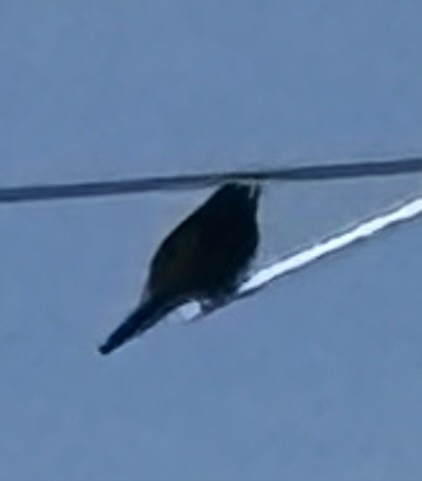 Purple Martin - ML632655924