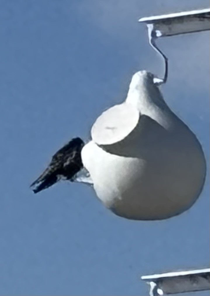 Purple Martin - ML632655925